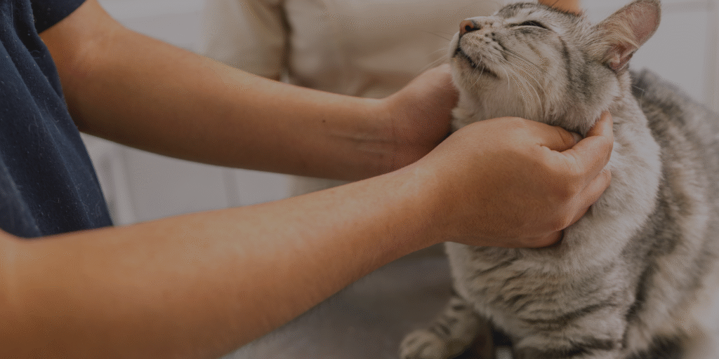 Veterinário cuidando de gato